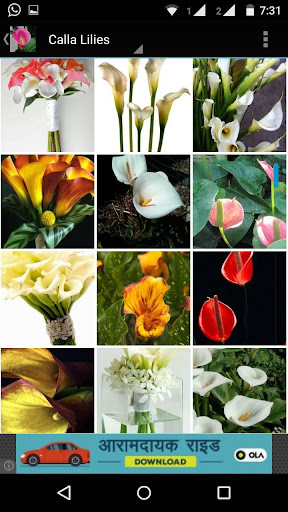 免費下載個人化APP|Calla Lilly Wallpapers HD app開箱文|APP開箱王