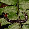 Centipede