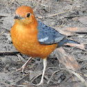 Orange-headed thrush