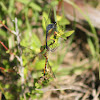 Seaside Dragonlet Dragonfly (mating pair)