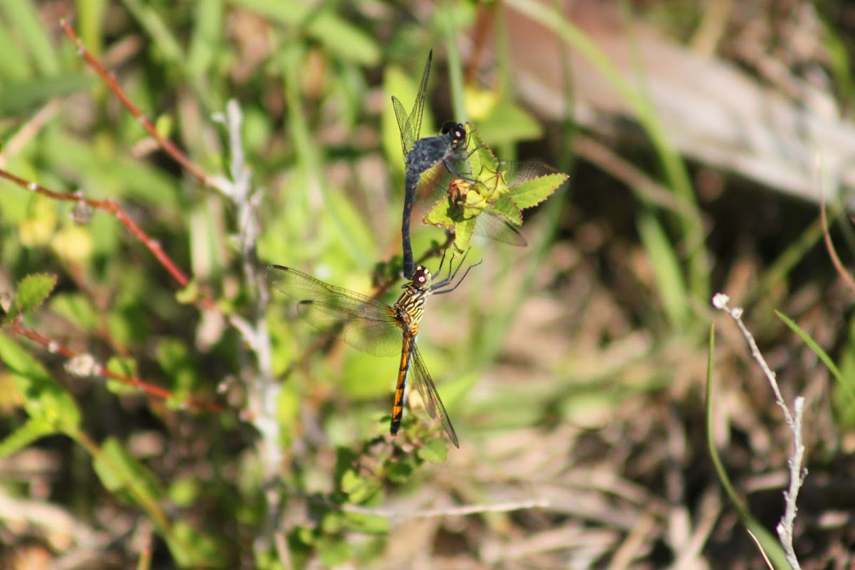 Seaside Dragonlet Dragonfly (mating pair)