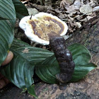 Ganoderma