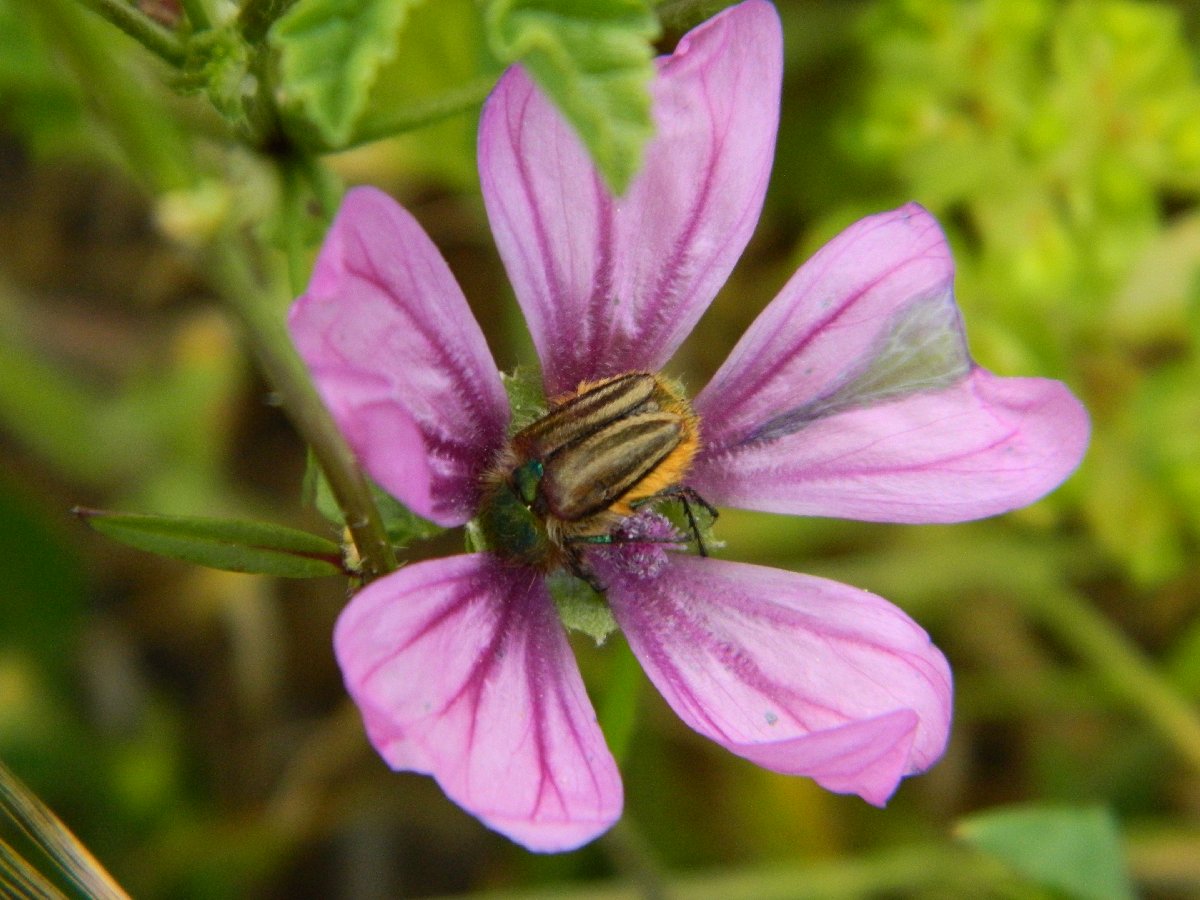 Eulasia flower beetle