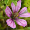Eulasia flower beetle