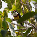 scarlet banded barbet