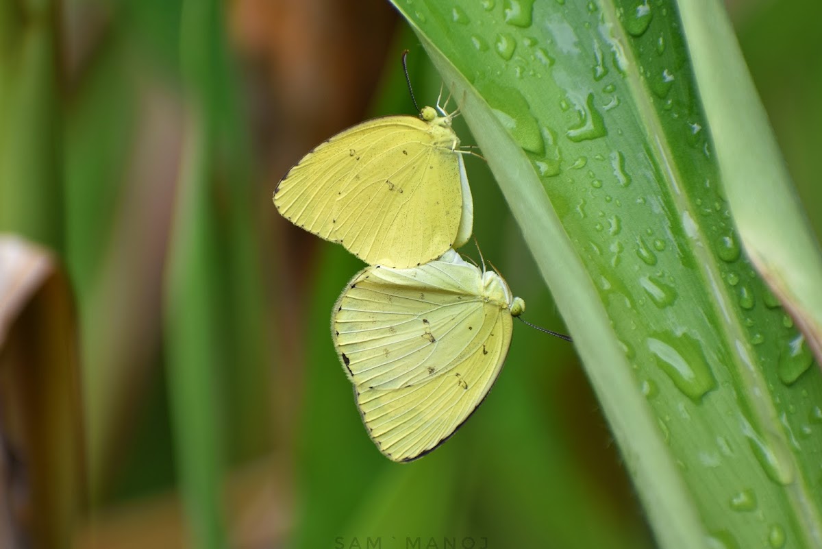 Common Grass Yellow