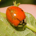 Asian lady beetle