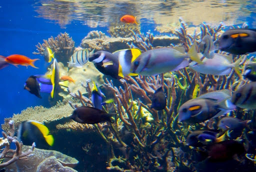 Tropical Fish Wallpaper Images