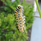 Eastern Black Swallowtail Caterpillar