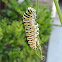 Eastern Black Swallowtail Caterpillar