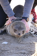 A new study demonstrated that a high number of affected Cape fur seals were pups and juveniles, which were mainly entangled around the neck by fishing line.

