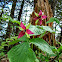 Red Trillium