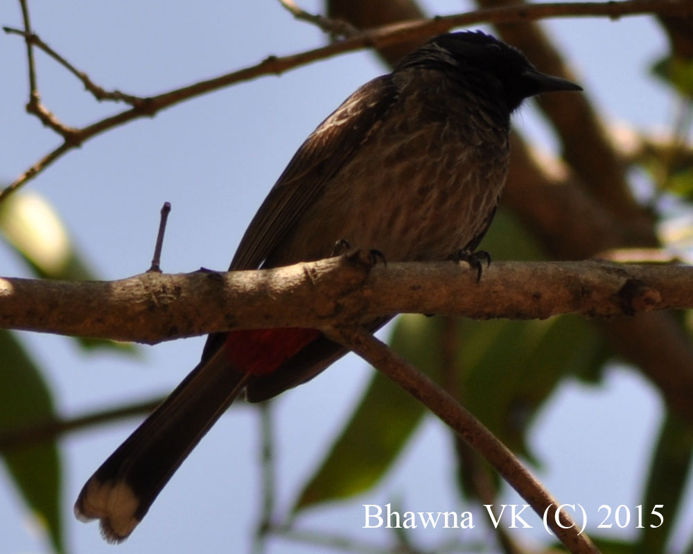 Red-vented bulbul