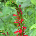 Cardinal Flower