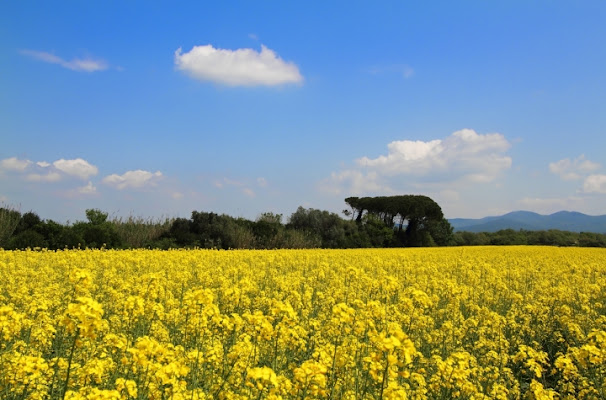 Mare giallo di Abominio