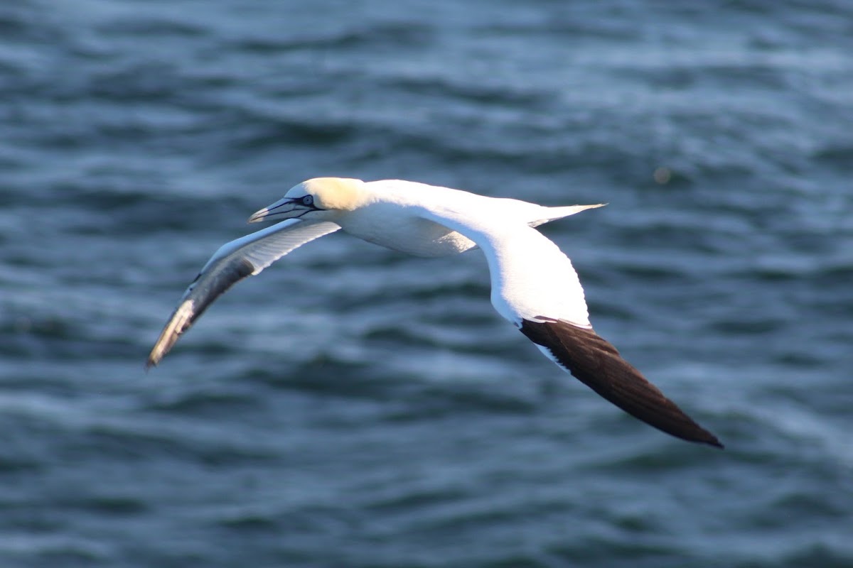 Northern gannet