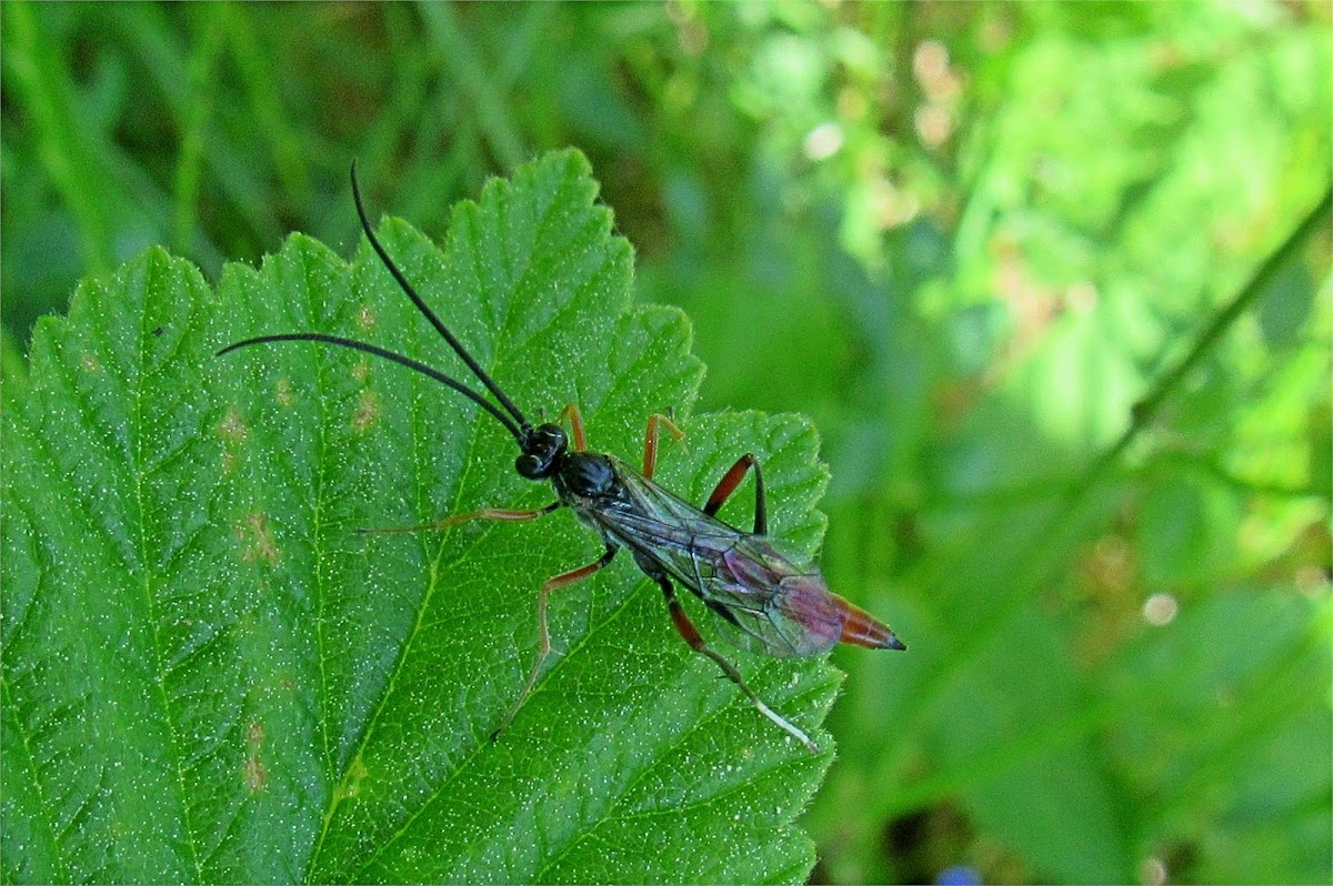 Armored Crypt Wasp