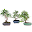 Indoor Bonsai Trees Download on Windows