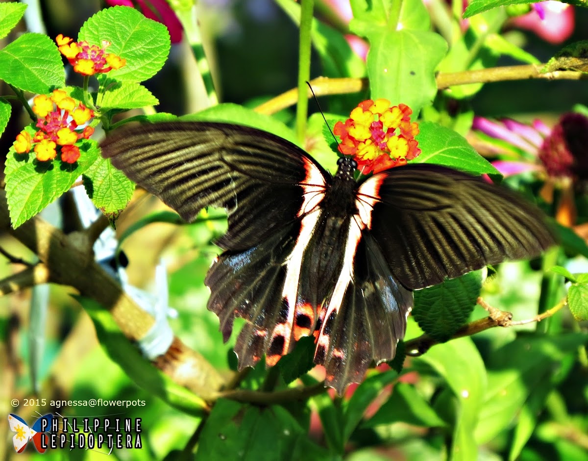 Scarlet Mormon ♀