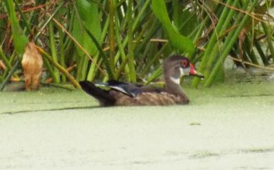 Wood Duck