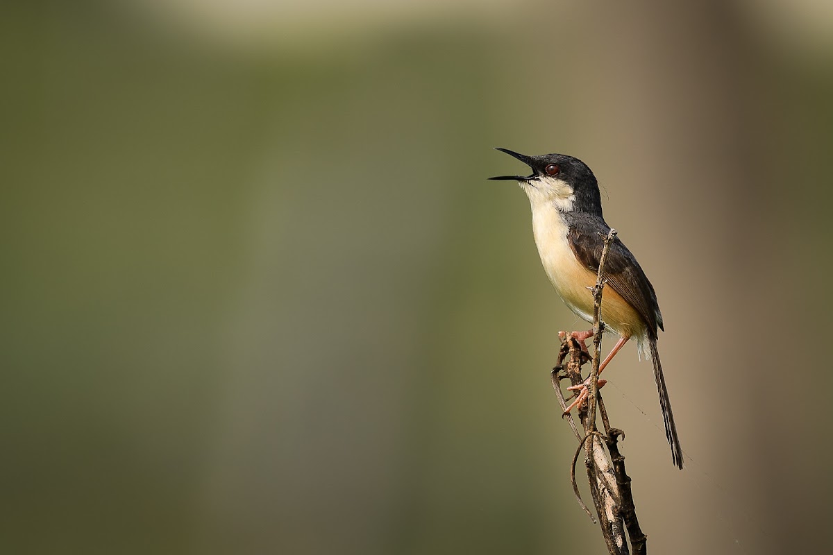 Ashy Prinia