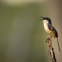 Ashy Prinia