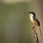 Ashy Prinia