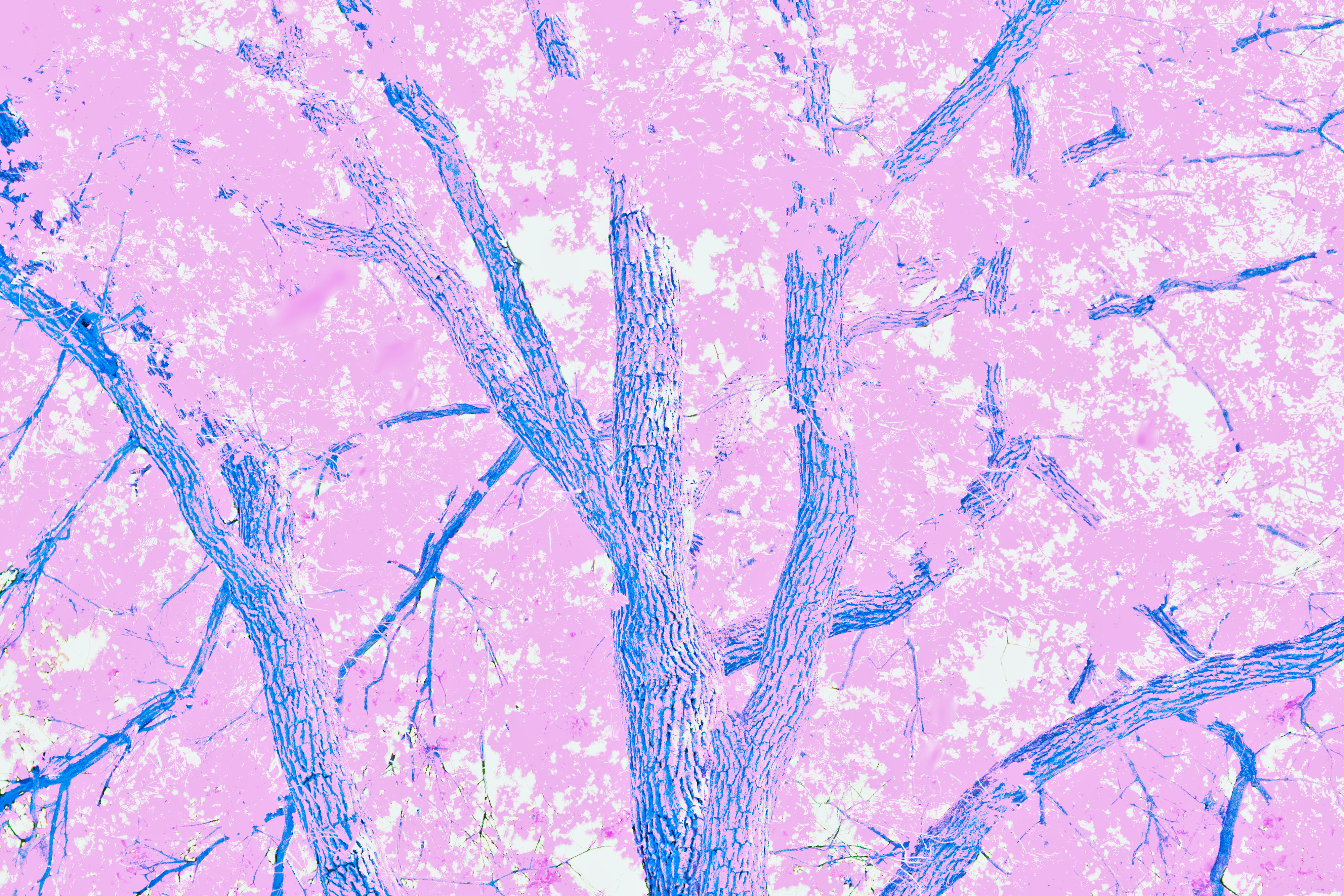 Pink Tree di Itos93