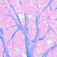 Pink Tree di 