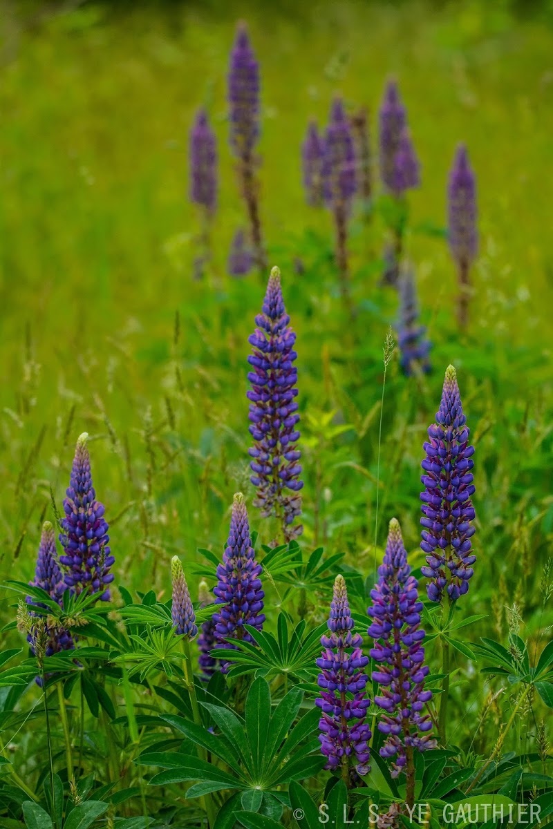 Arctic lupine