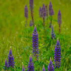 Arctic lupine