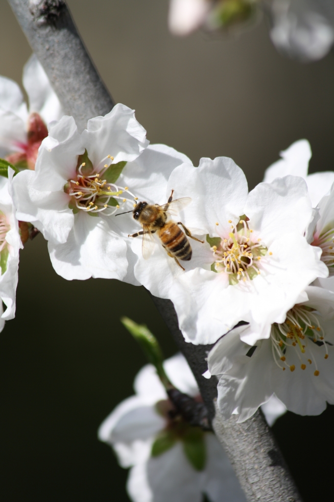 Impollinando... di Spafufina