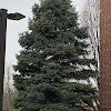 Blue spruce