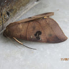 Leaf-mimic Moth