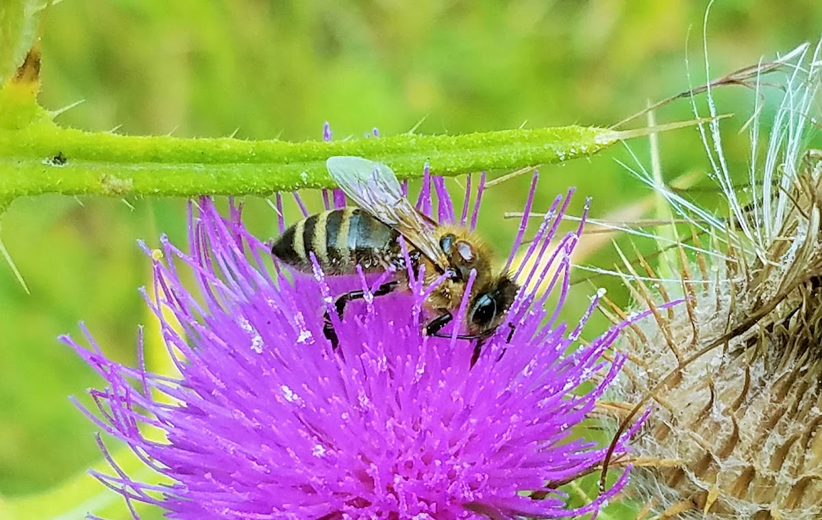 Varroa mite