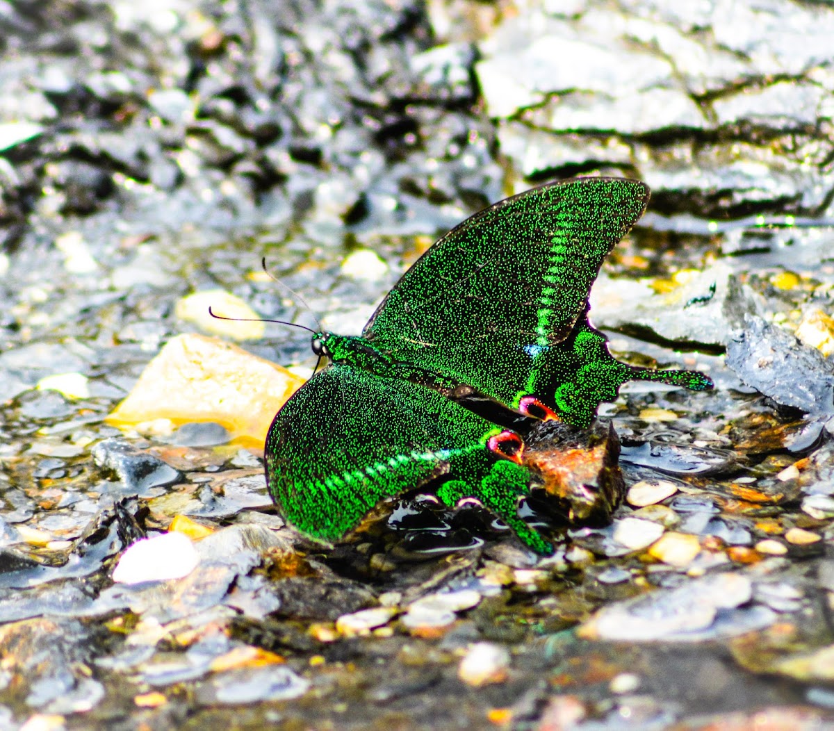 Paris Peacock