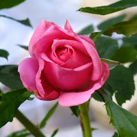 Tea rose di 