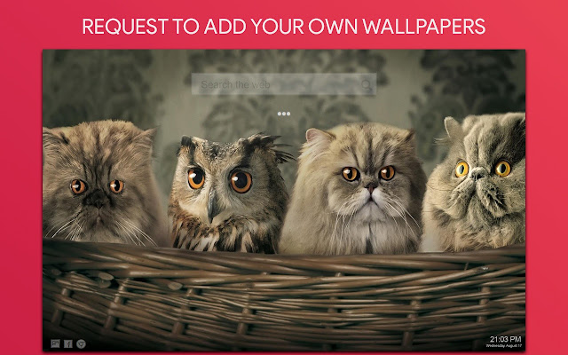 Owl Wallpaper HD Custom New Tab
