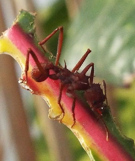 leafcutter ant