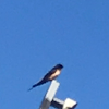 Barn swallow