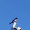 Barn swallow