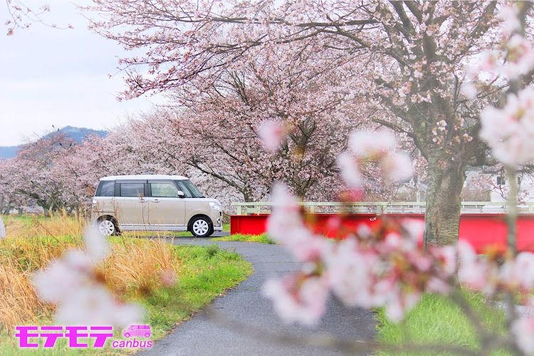 ムーヴキャンバスのLA810S・バス生活・ムーヴキャンバス・モテモテキャンバス号・桜に関するカスタム事例の投稿画像4枚目