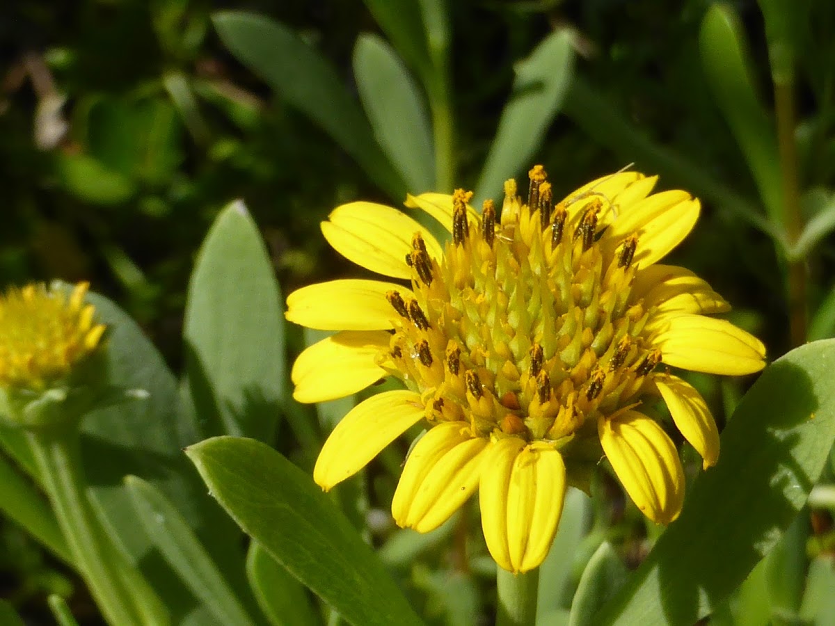 Sea Oxeye