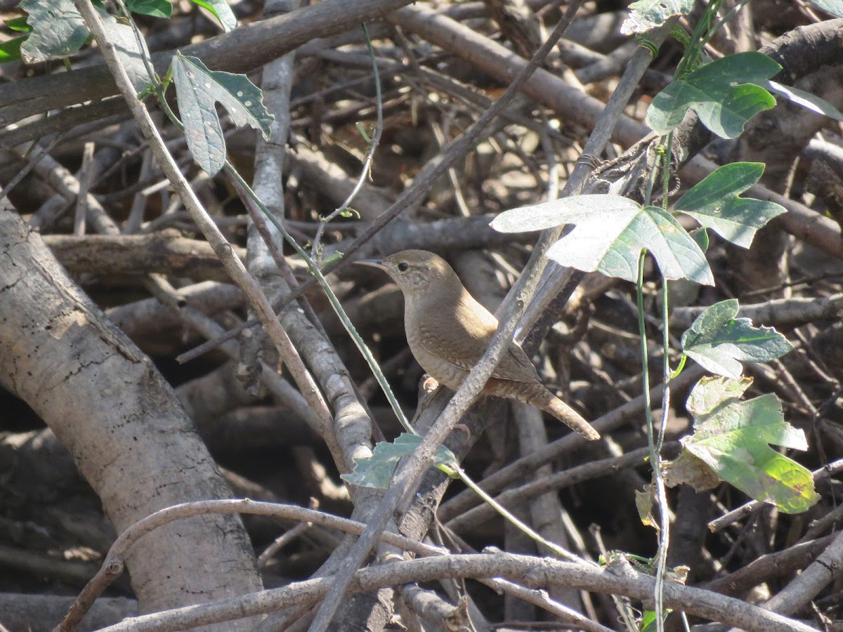 House Wren