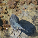 Lava heron (Garza de lava)