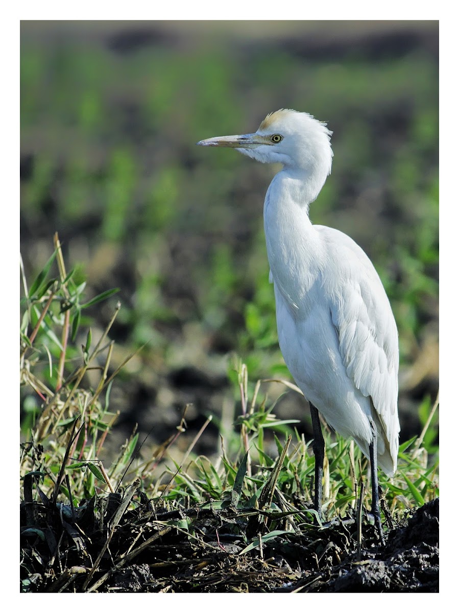 Cattle egret