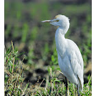 Cattle egret