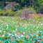 Indian lotus, sacred lotus, white lotus, water lily