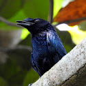 Greater racket-tailed drongo