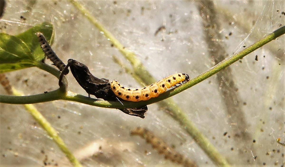 Ermine moths